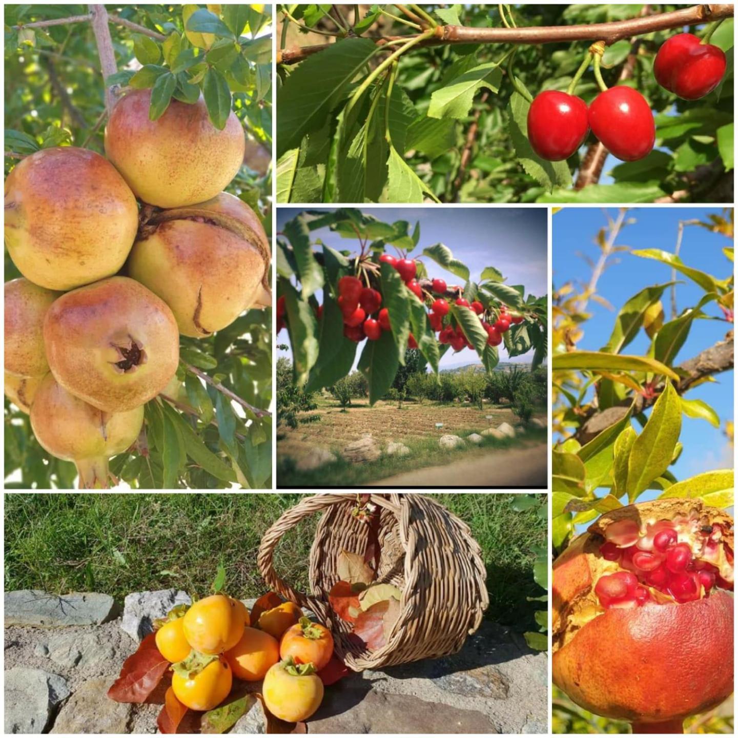 הוילה San Benedetto Ullano Agri Art מראה חיצוני תמונה