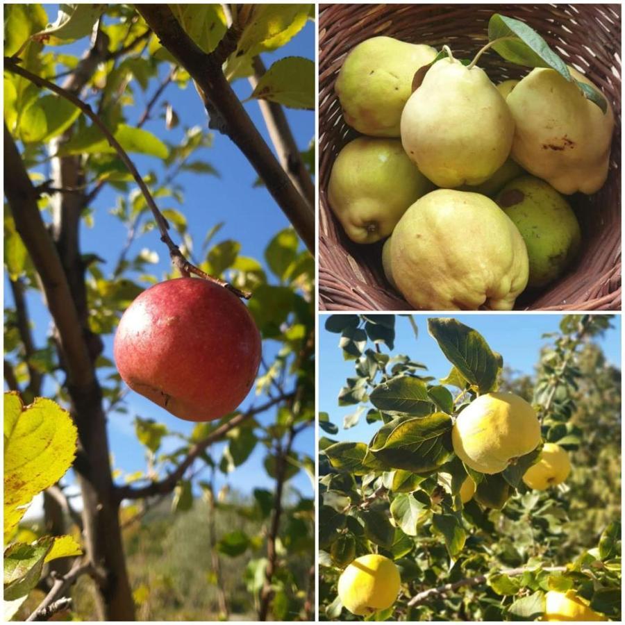 הוילה San Benedetto Ullano Agri Art מראה חיצוני תמונה