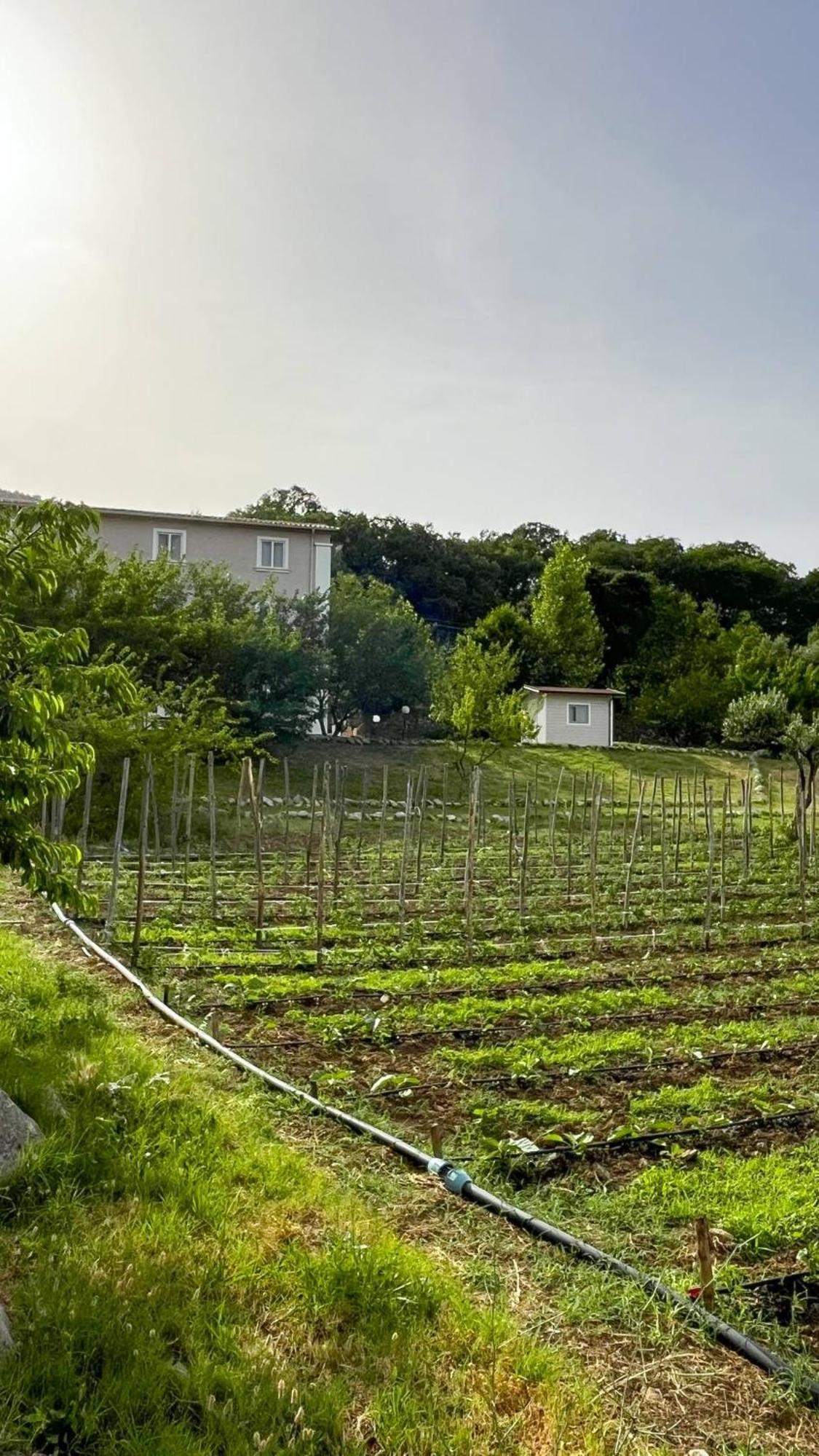 הוילה San Benedetto Ullano Agri Art מראה חיצוני תמונה